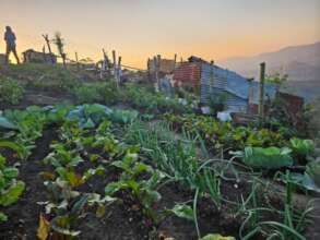 Household Garden at Sunrise