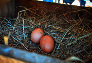 Freshly laid eggs