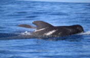 Conserve Whales and Marine Life in Canary Islands