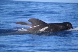 Conserve Whales and Marine Life in Canary Islands