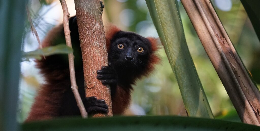 Protecting lemurs in Madagascar