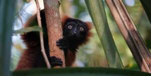 Protecting lemurs in Madagascar
