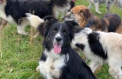 Dog Food for our 110+ Collie Dogs (Wales, UK) logo
