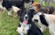 Dog Food for our 110+ Collie Dogs (Wales, UK)