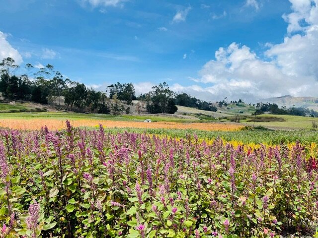 IX World Quinoa Congress, Canar-Ecuador