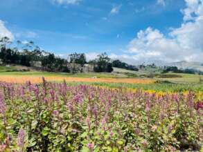 Field of quinua