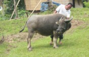 Mindanao Buffalo Bank Project