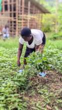 Harvesting our high protein green kale