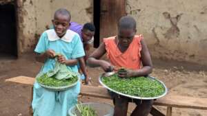 Preparing our kale for consumption