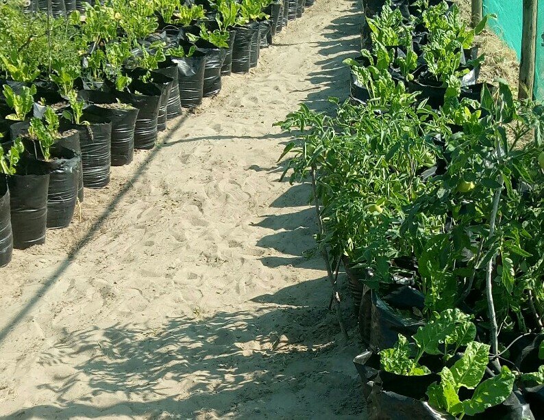 Nutrition and Food Security garden for 50 families