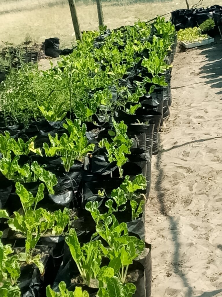 Nutrition and Food Security garden for 50 families