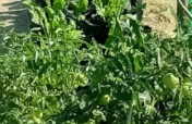 Nutrition and Food Security garden for 50 families
