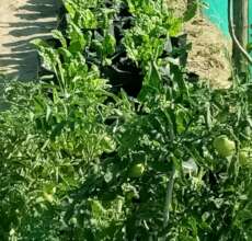 Nutrition and Food Security garden for 50 families