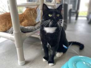 Bandit - feline leukemia positive cat