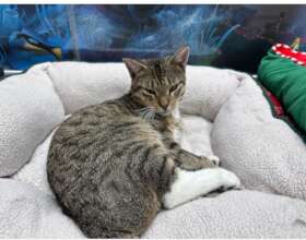 Buddy (FIV+)