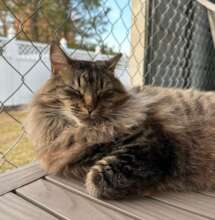 Cale (FIV+/FeLV+)