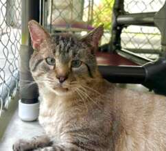 Chief (FIV and Leukemia positive)