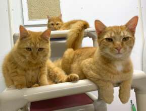Lemon, Lime & Orange - The Citrus Kittens