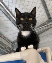 Critter (FeLV+)