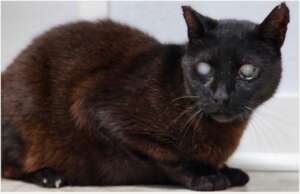 DiAngelo  - blind senior FIV+ cat