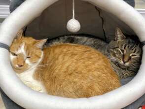 Casanova (L) & Gregory