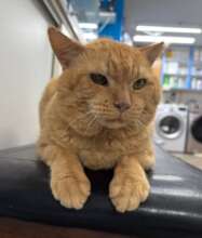 King (FeLV+)