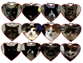 The leukemia-positive kitties from Ohio.