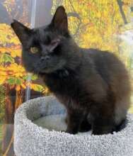 Velcro (FIV and Leukemia positive)