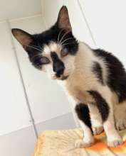 Winston - Senior blind cat