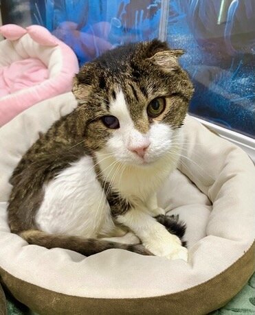Wonton, double positive FIV and feline leukemia