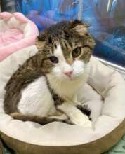 Wonton, double positive FIV and feline leukemia