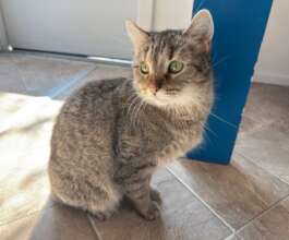 Ziggy (Blind/neuro)