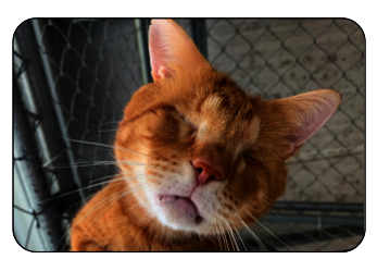 Help Blind Cats See a Future!