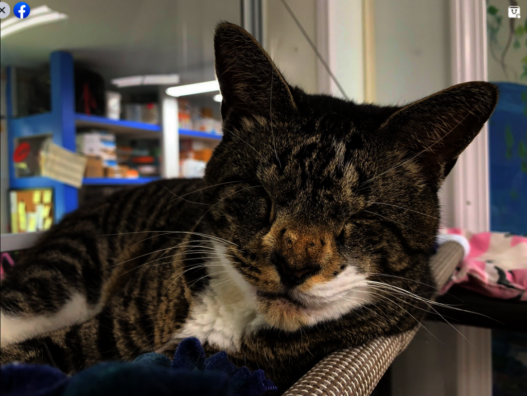 Help Blind Cats See a Future!