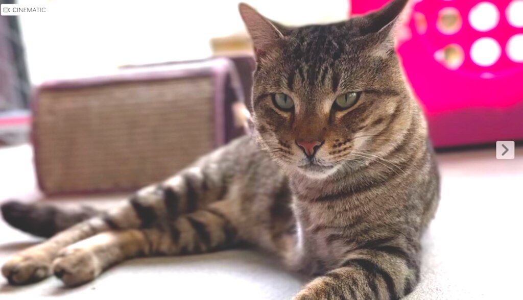 Help Blind Cats See a Future! GlobalGiving