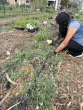 Farm Assistant Adele Planting Seedlings