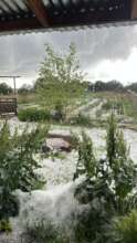 Seedlings and Hail