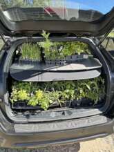 Seedling Journey Home