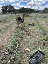 Seedling Planting Party