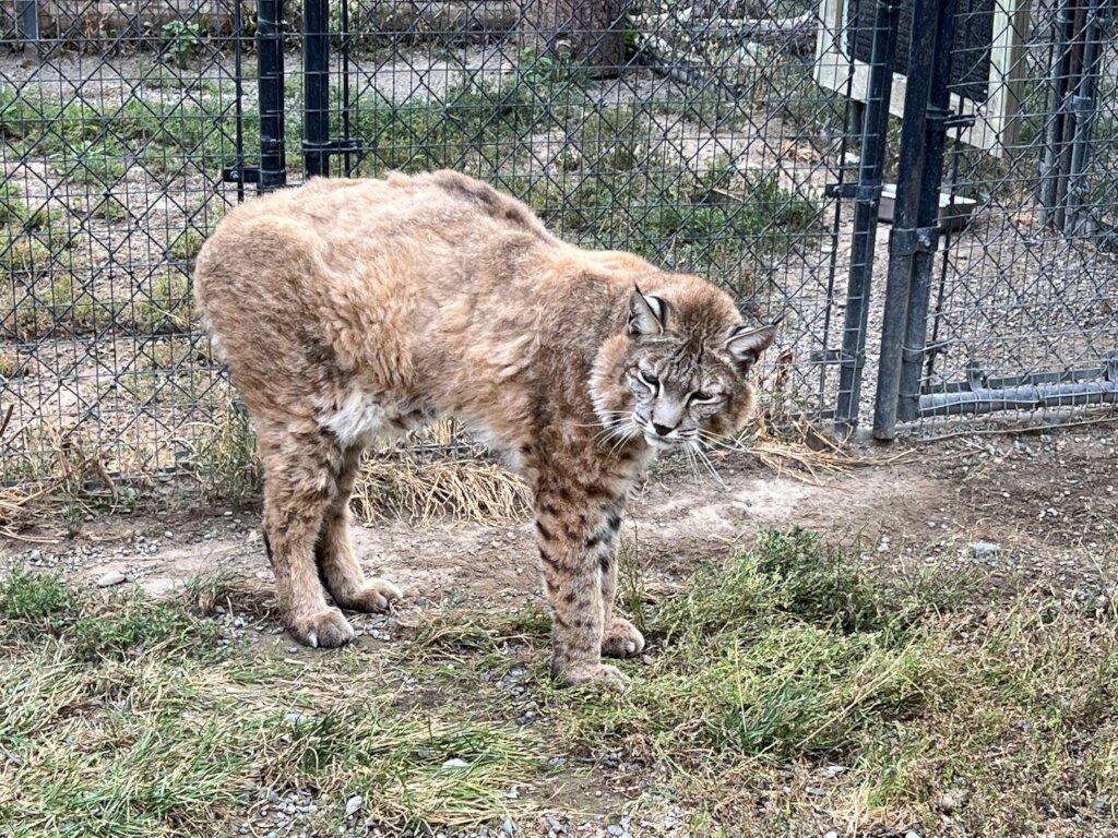 Strengthening Wildlife Veterinary Care