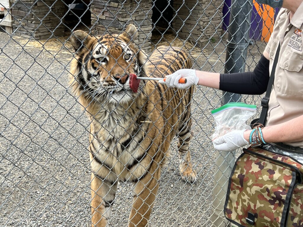 Training tiger to take oral medications