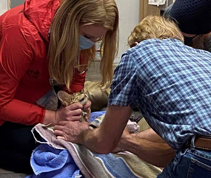 Strengthening Wildlife Veterinary Care