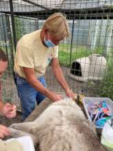 Wolf needing veterinary care