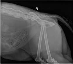 Bobcat with fused spine