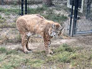 Bobcat with fused spine diagnosed by x-ray