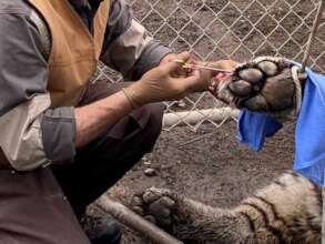 On site foot surgery for Siberian Tiger