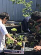 Educational orchard in Irma Salas School