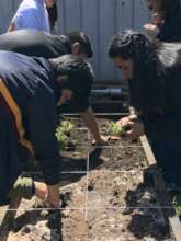 Educational orchard in Irma Salas School