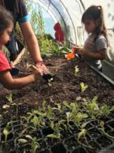 Growing lettuce in the greenhouse