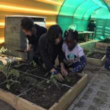 Children's learning in the orchard